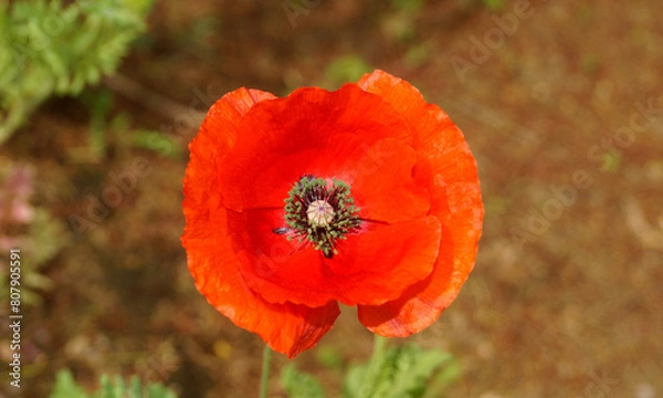 Obraz 화려한 양귀비 꽃