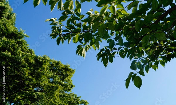 Obraz 맑은 하늘에 핀 초록 잎