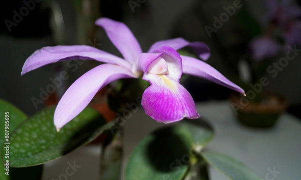 Obraz 아름다운 난초 꽃