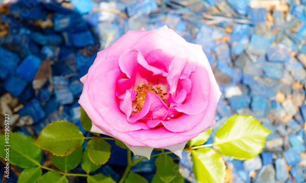 Obraz 다마스크 장미 꽃