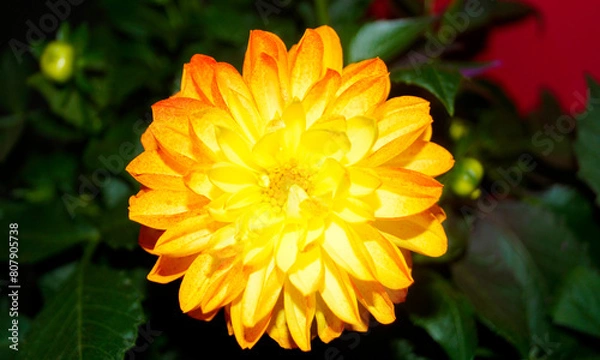 Obraz 활짝 핀 다알리아 꽃