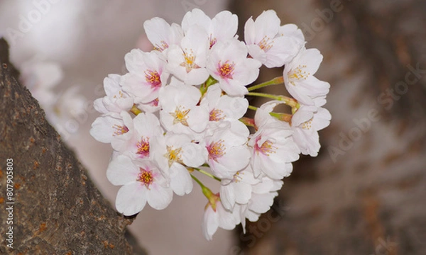 Obraz 활짝 핀 벚꽃