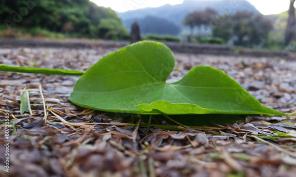 Obraz leaf on the ground