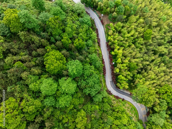 Fototapeta Overview of green bamboo forest and winding mountain road
