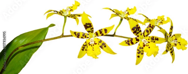 Obraz 브라시디움 꽃