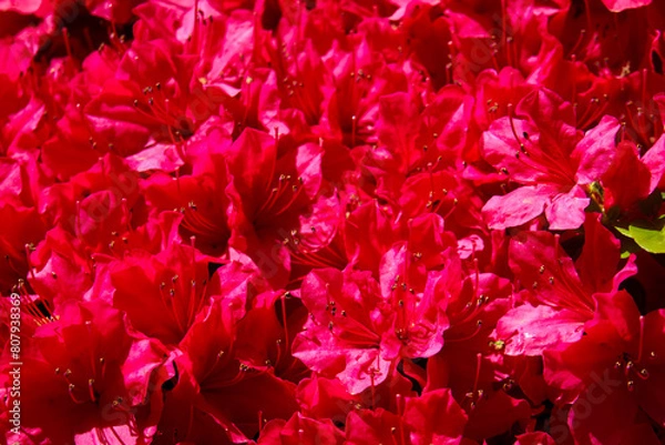 Obraz ツツジまつり