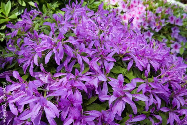 Obraz ツツジまつり