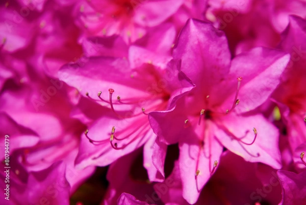 Obraz ツツジまつり