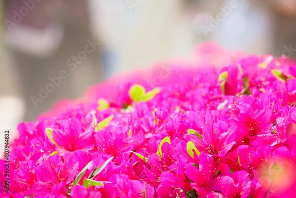 Obraz ツツジまつり