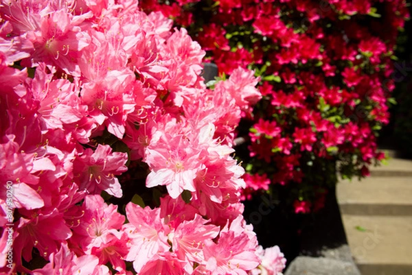 Obraz ツツジまつり