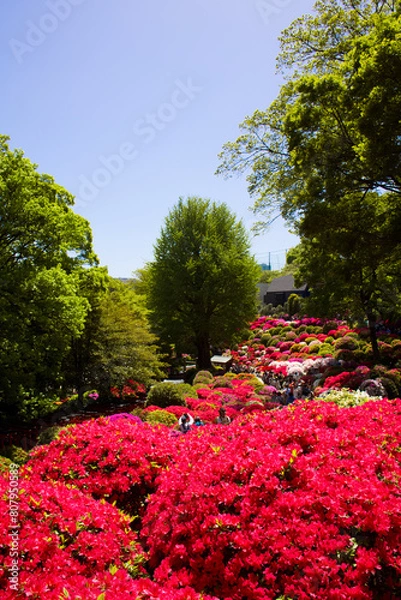 Obraz ツツジまつり