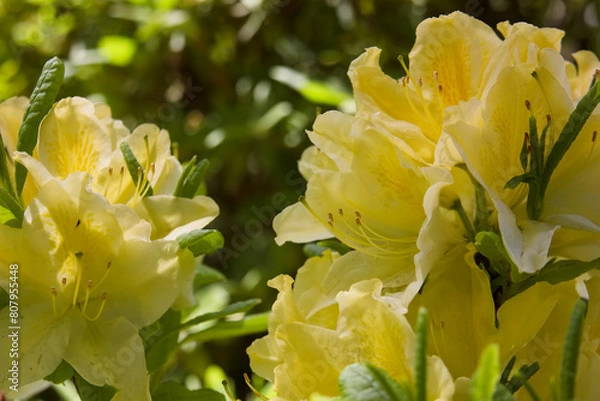 Obraz ツツジまつり