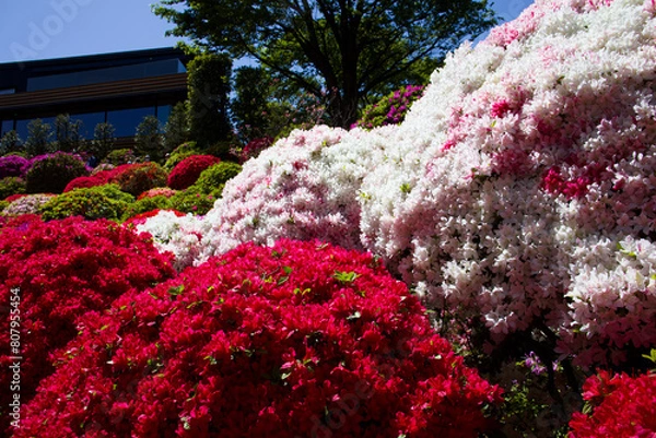 Obraz ツツジまつり