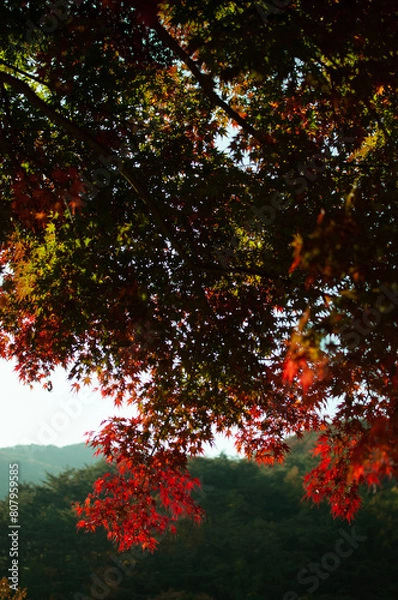 Obraz autumn in the forest