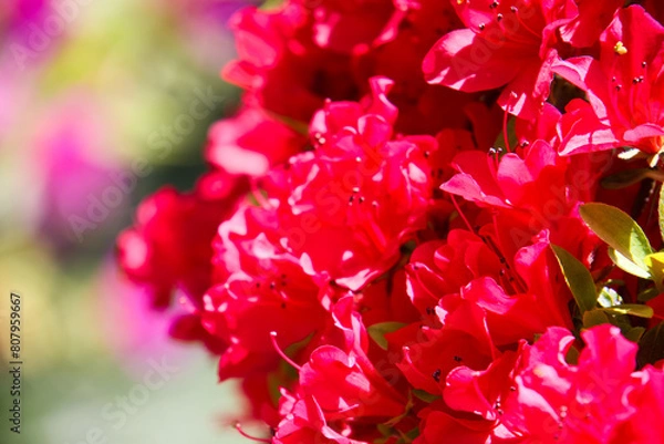 Obraz ツツジまつり