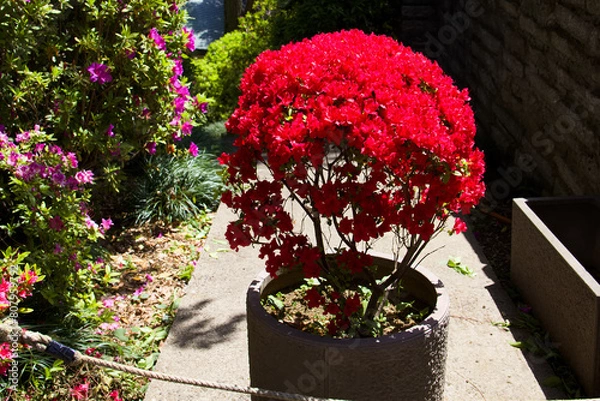 Obraz ツツジまつり