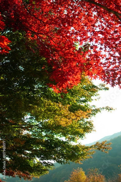 Obraz autumn in the forest