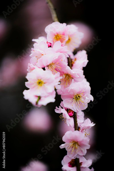 Obraz ソメイヨシノ