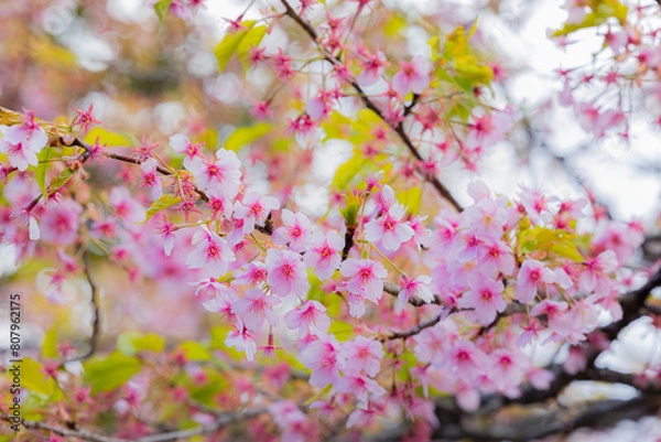 Obraz サクラ咲く