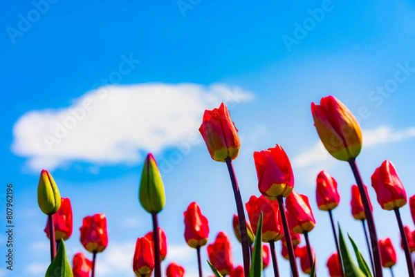 Obraz チューリップ