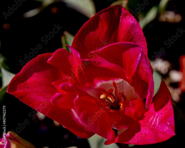 Obraz チューリップ