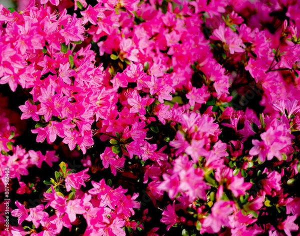 Fototapeta 花

