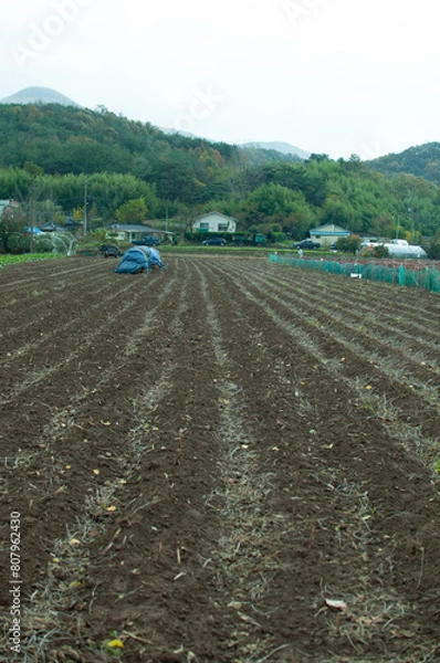 Obraz tractor in the field