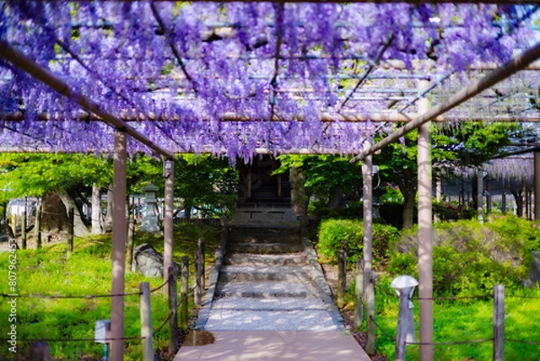 Fototapeta 藤の花
