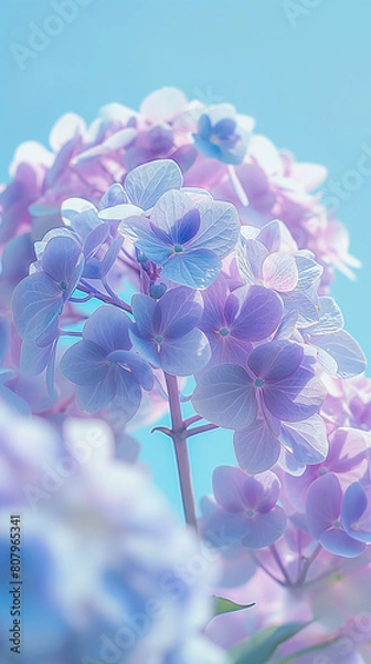 Fototapeta 色鮮やかな夏のアジサイ