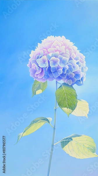 Fototapeta 色鮮やかな夏のアジサイ