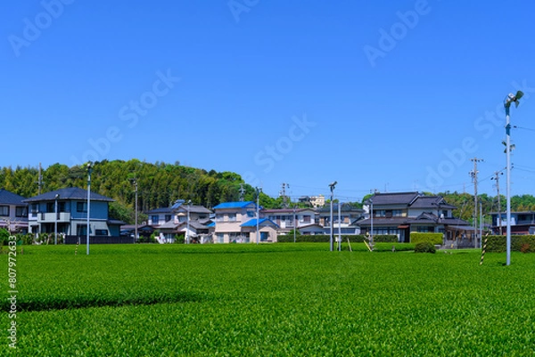 Fototapeta 静岡県磐田市の春の茶畑