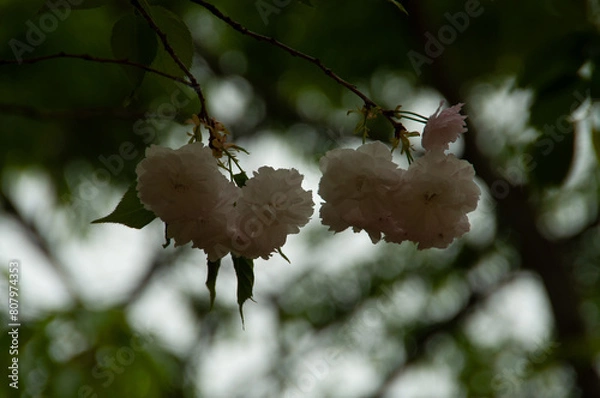 Fototapeta wild cherry bloosum in the forest