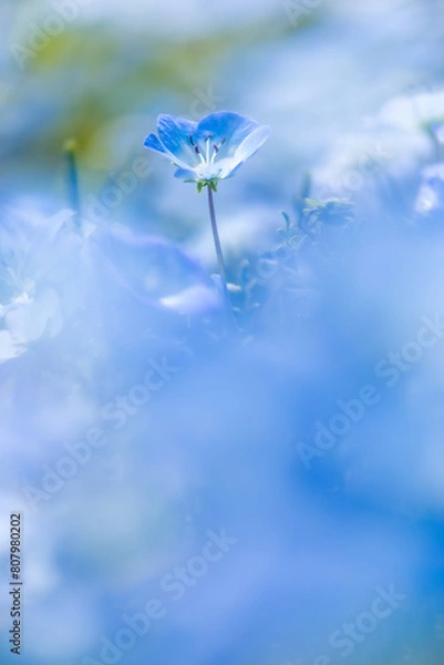 Obraz ネモフィラ