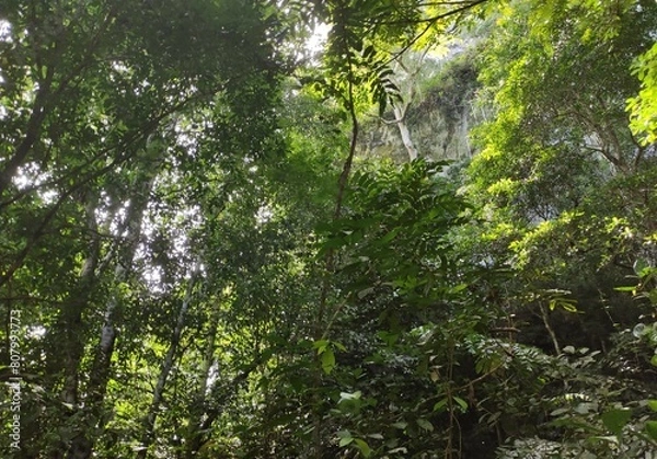 Obraz tree in the forest