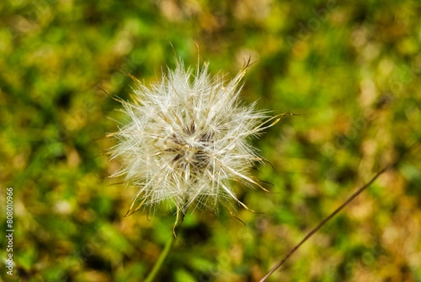 Fototapeta panoramicas y vida Cácota