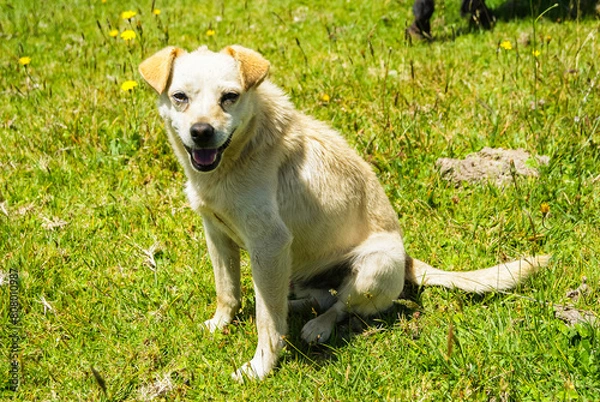 Fototapeta panoramicas y vida Cácota