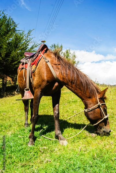 Fototapeta panoramicas y vida Cácota