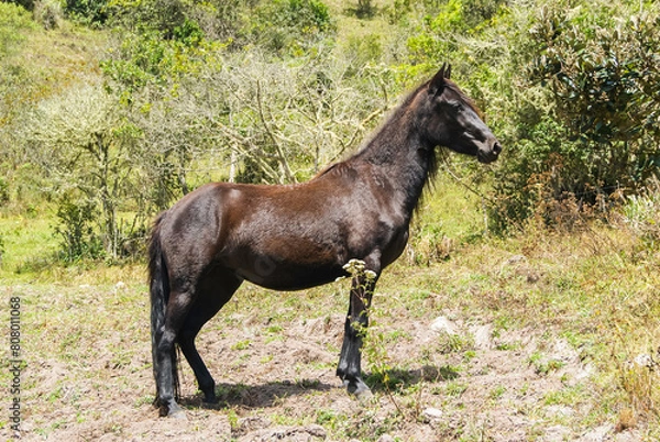 Fototapeta panoramicas y vida Cácota