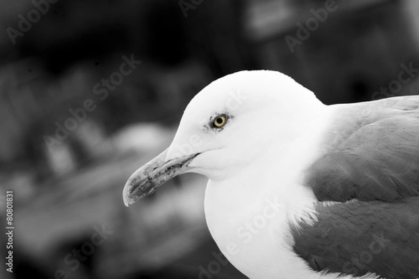 Obraz uccello in attesa