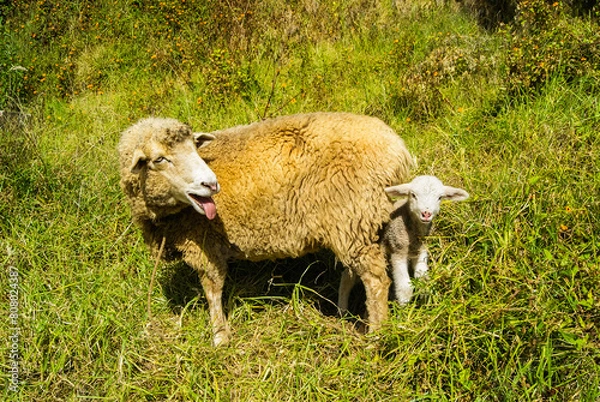 Fototapeta panoramicas y vida Cácota