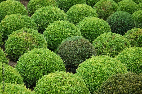 Obraz buxus balls