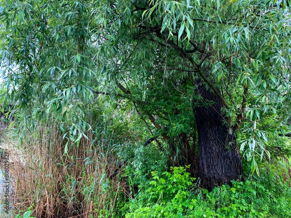 Obraz Un arbre en été