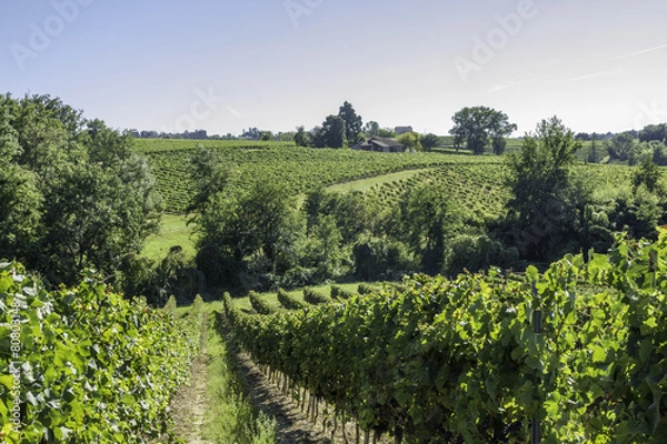 Obraz Vignes du Castillonnais