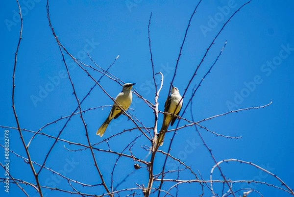 Fototapeta panoramicas y vida Cácota
