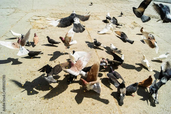 Fototapeta panoramicas y vida Cácota