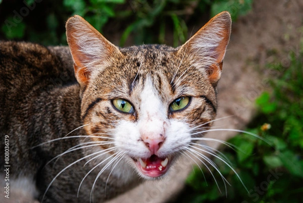 Fototapeta panoramicas y vida Cácota