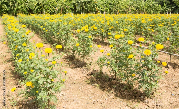 Obraz Marigold flowers