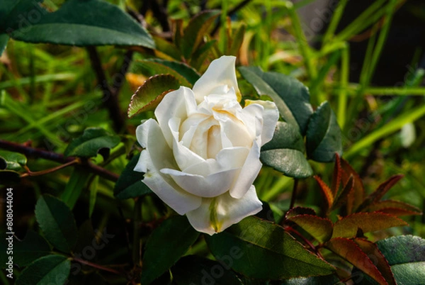 Fototapeta panoramicas y vida Cácota