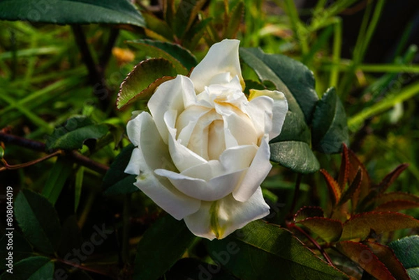 Fototapeta panoramicas y vida Cácota