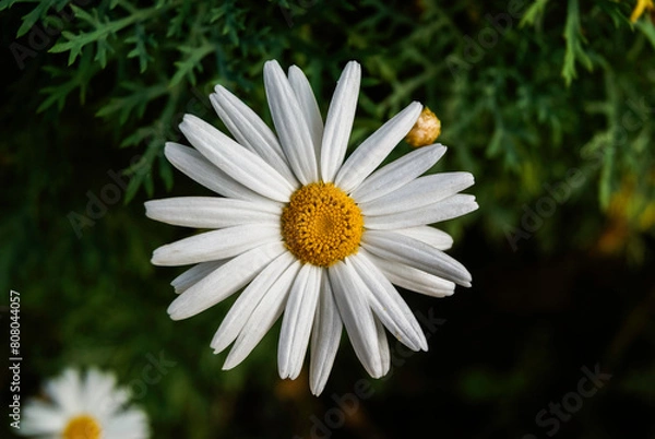 Fototapeta panoramicas y vida Cácota